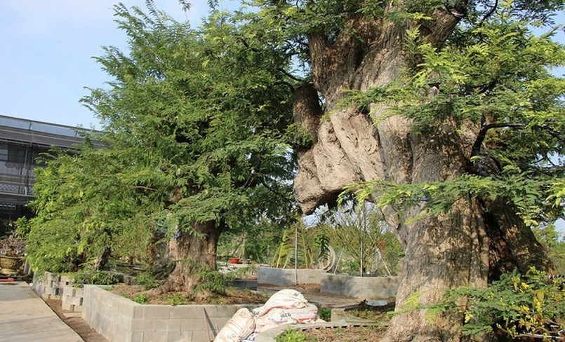 Ngoài ra, bộ sưu tập me kiểng cổ của anh Tuấn còn có cây me dáng nằm với chiều dài lên đến gần 6m. 