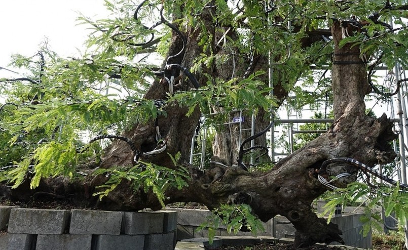 Hơn 15 năm qua, anh Nguyễn Hoàng Tuấn (45 tuổi, ngụ TP.Sa Đéc, Đồng Tháp) đã sưu tầm được 23 cây me kiểng cổ thụ với thế độc đáo.