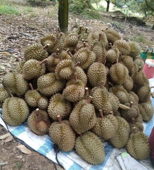 Đạ Huoai (Lâm Đồng): Tuyên truyền thu hoạch sầu riêng đúng độ chín để đảm bảo chất lượng sản phẩm