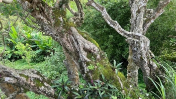 Những cây đại trên 700 tuổi tuôn suối hoa hương thơm ngát chốn chùa thiêng Yên Tử