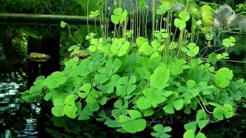 Tác dụng của cây rau bợ