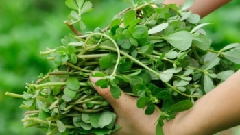 Mùa hè, ra đồng mót thứ rau dại này về, nấu món gì cũng ngon, lại giúp thanh nhiệt, giải độc cực tốt