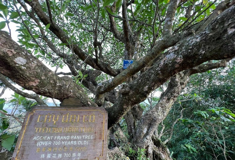 Nhiều cây hoa đại được trồng xung quanh chùa Hoa Yên nhưng có ba cây được chứng nhận là đại cổ thụ, trên 700 năm.