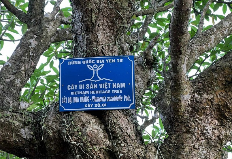 Cây đại cổ thụ này nằm ở mạn trái ngôi chùa, được chứng nhận là Cây di sản Việt Nam.