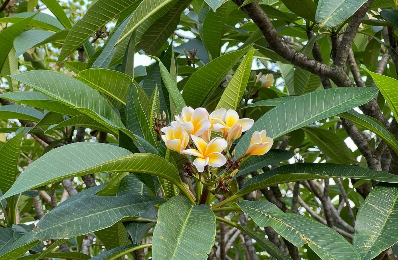 Gốc đại 700 năm ở chùa Hoa Yên là loại đại hoa trắng, nở nhiều vào mùa nắng. Còn mùa đông, cây trụi lá, trơ cành.