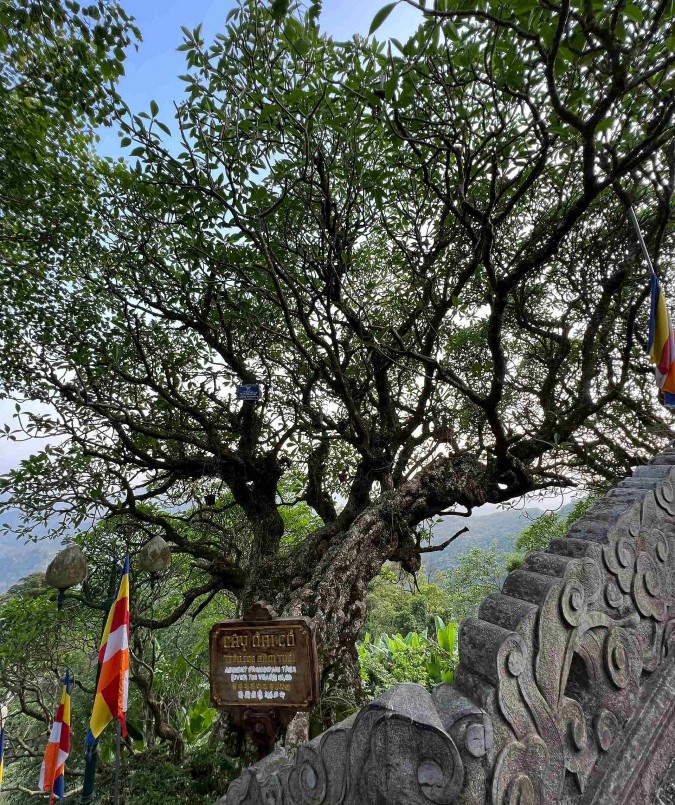 Một cây đại cổ khác, nằm ở mạn phải của chùa Hoa Yên, cũng có tuổi đời hơn 700 năm.