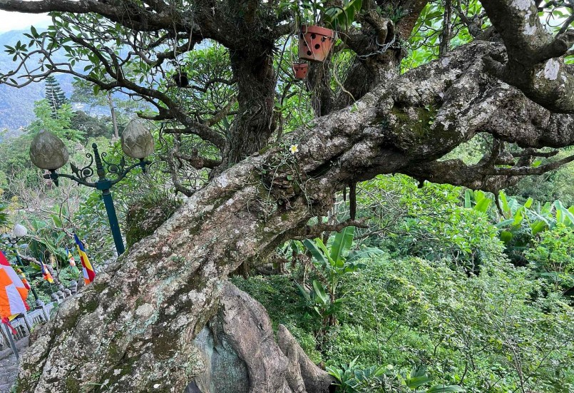 Trong vườn còn có nhiều cây đại cổ, thân rêu xanh phủ kín, tạo thành những hình thù lạ mắt.