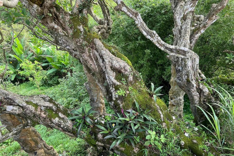 Thân cây sứ cổ thụ to lớn nhiều người ôm mới hết.