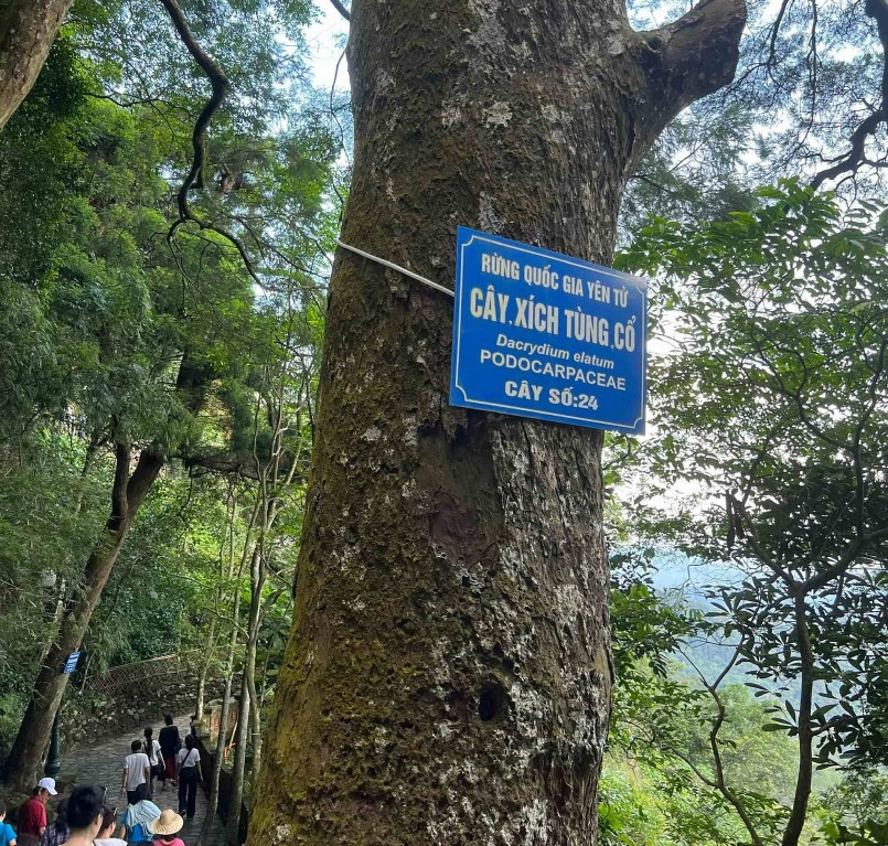 Đường lên đỉnh thiêng Yên Tử, du khách còn bắt gặp những hàng xích tùng cổ thụ. 