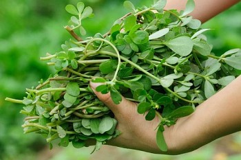 Mùa hè, ra đồng mót thứ rau dại này về, nấu món gì cũng ngon, lại giúp thanh nhiệt, giải độc cực tốt