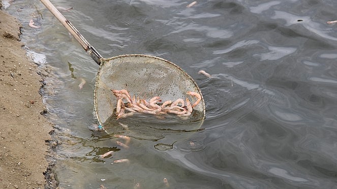 Người nuôi tôm tại xã Vĩnh Sơn phải vớt tôm chết cho gà lợn ăn.