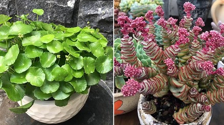 5 loại cây mang chữ “tiền tài”,  đặt một chậu trong nhà Thần Tài ghé thăm liên tục