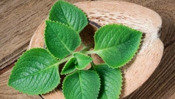 Tác dụng ít người biết của cây rau tần