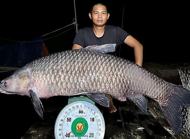 Con cá trắm nặng 40,5kg, là con cá trắm đen có trọng lượng lớn nhất từ 3 năm trở lại đây.