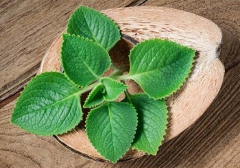 Tác dụng ít người biết của cây rau tần