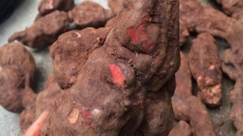 Hà thủ ô là "liều thuốc" cho mái tóc đen?