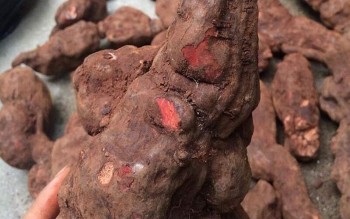 Hà thủ ô là "liều thuốc" cho mái tóc đen?