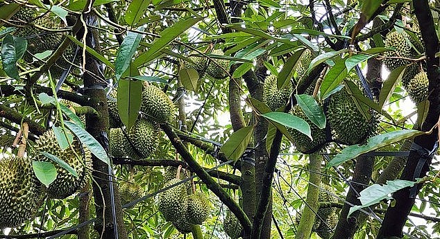 Đạ Huoai đề nghị người trồng sầu riêng, thương lái thu mua tuân thủ các quy định về xuất khẩu sầu riêng. Đạ Huoai đề nghị người trồng sầu riêng, thương lái thu mua tuân thủ các quy định về xuất khẩu sầu riêng.