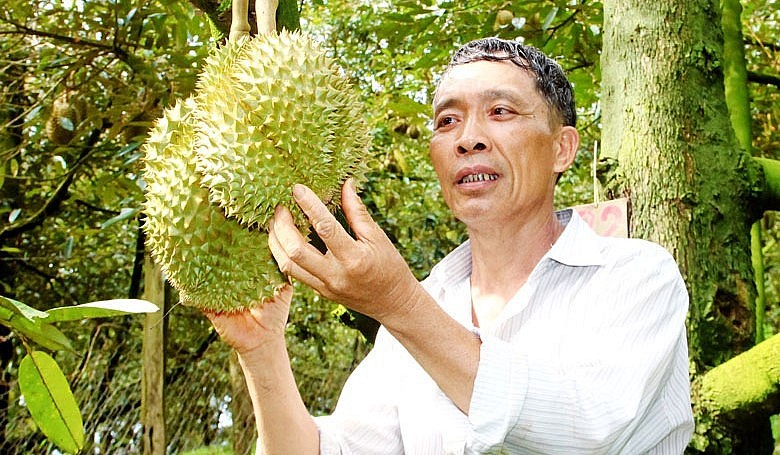 Nhiều nhà vườn ở Đạ Huoai đã trồng sầu riêng theo hướng hữu cơ góp phần nâng cao thương hiệu. Nhiều nhà vườn ở Đạ Huoai đã trồng sầu riêng theo hướng hữu cơ góp phần nâng cao thương hiệu.