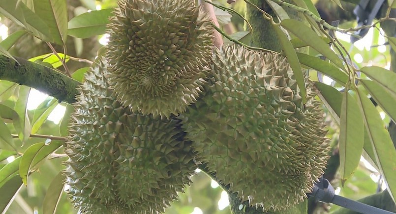 Do nhu cầu xuất khẩu tăng cao đã xuất hiện tình trạng thu hoạch sầu riêng chưa tới kỳ dẫn tới nguy cơ mất thị trường. Do nhu cầu xuất khẩu tăng cao đã xuất hiện tình trạng thu hoạch sầu riêng chưa tới kỳ dẫn tới nguy cơ mất thị trường.