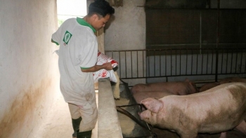 Giá heo hơi hôm nay 17/6: Tăng lên đỉnh 63.000 đồng/kg vẫn lao đao vì nghịch lý lúc rẻ bán tháo giá cao tái đàn