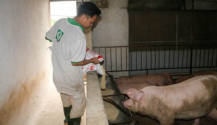 Giá heo hơi hôm nay (17/6), tiếp tục duy trì đà tăng 1.000 đồng/kg chạm mức 63.000 đồng tại miền Bắc. Giá heo hơi hôm nay (17/6), tiếp tục duy trì đà tăng 1.000 đồng/kg chạm mức 63.000 đồng tại miền Bắc.