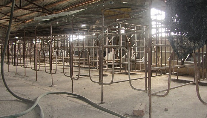 Giá heo hơi hôm nay (17/6), đã tăng cao và duy trì ở mức có lợi nhuận nhưng nhiều nơi không còn heo vì đã treo chuồng. Giá heo hơi hôm nay (17/6), đã tăng cao và duy trì ở mức có lợi nhuận nhưng nhiều nơi không còn heo vì đã treo chuồng.