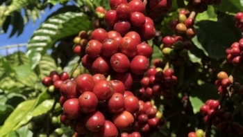 Giá nông sản hôm nay 17/6: Cà phê đỏ sàn giá giảm đột ngột, hồ tiêu ổn định với mức cao nhất 73.500 đồng/kg