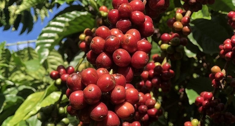 Giá nông sản hôm nay (17/6), sắc đỏ bao trùm sàn kỳ hạn khi giá cà phê trên thị trường thế giới quay đầu giảm. Giá nông sản hôm nay (17/6), sắc đỏ bao trùm sàn kỳ hạn khi giá cà phê trên thị trường thế giới quay đầu giảm.