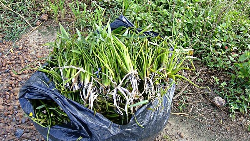 Rau chốc mọc tại các ruộng ngập nước