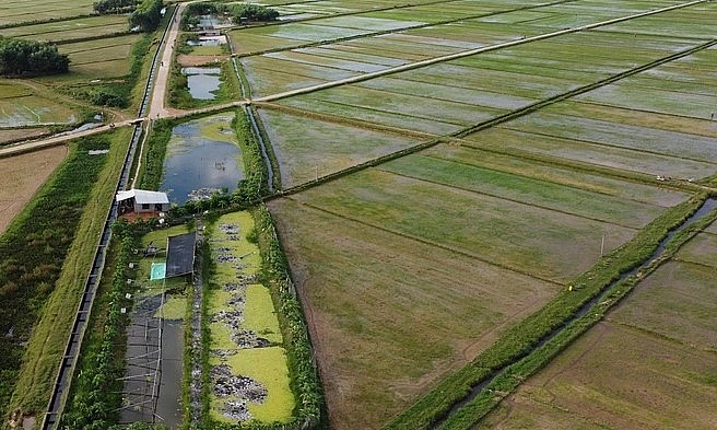 Trại nuôi ốc là khu ruộng trũng giữa cánh đồng ở miền Trung.