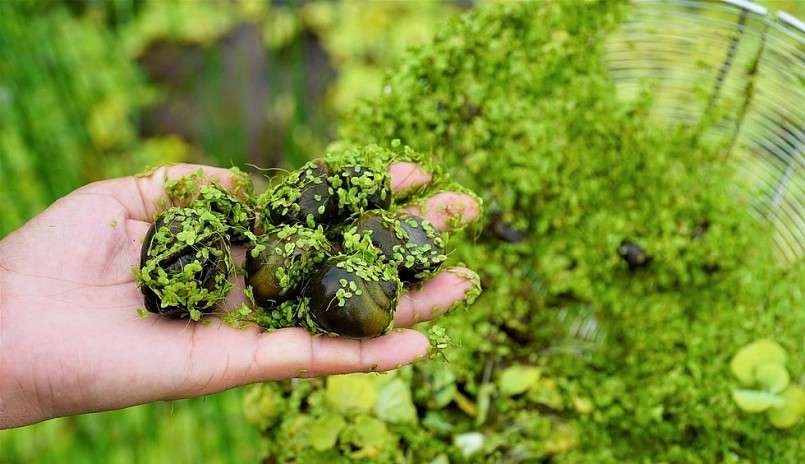 Hai lứa đầu xuất bán, anh Lộc đã thu về gần 500 triệu đồng từ bán ốc.