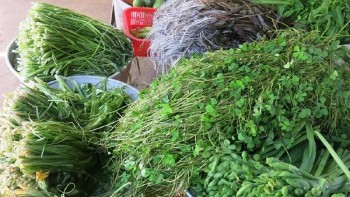 Xưa là cây dại mọc đầy đồng nay “lên đời” thành đặc sản nức tiếng miền Tây