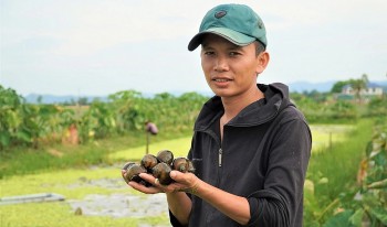 Trại ốc tiền tỷ giữa đồng và bí quyết giữ ốc sống khỏe giữa chảo lửa miền Trung