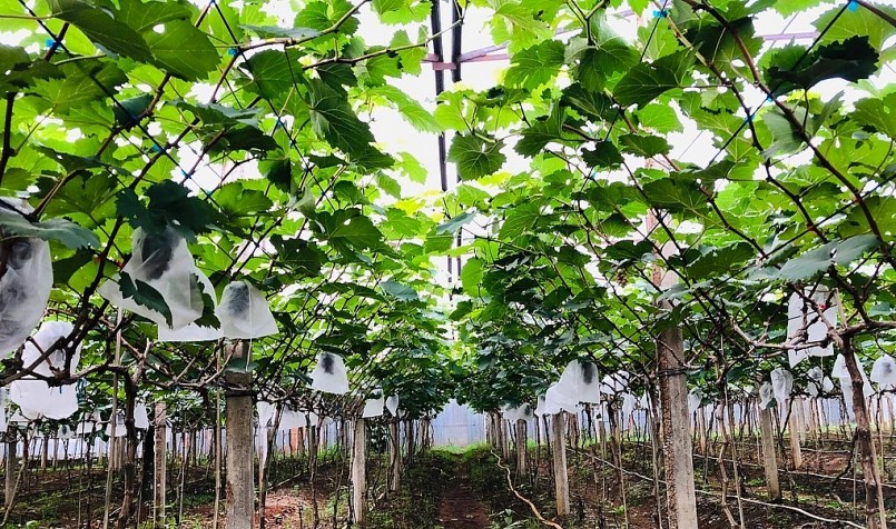 Sau thời gian tìm hiểu ông Hải đã đầu tư 1 tỷ đồng để trồng nho Hạ đen. Sau thời gian tìm hiểu ông Hải đã đầu tư 1 tỷ đồng để trồng nho Hạ đen.