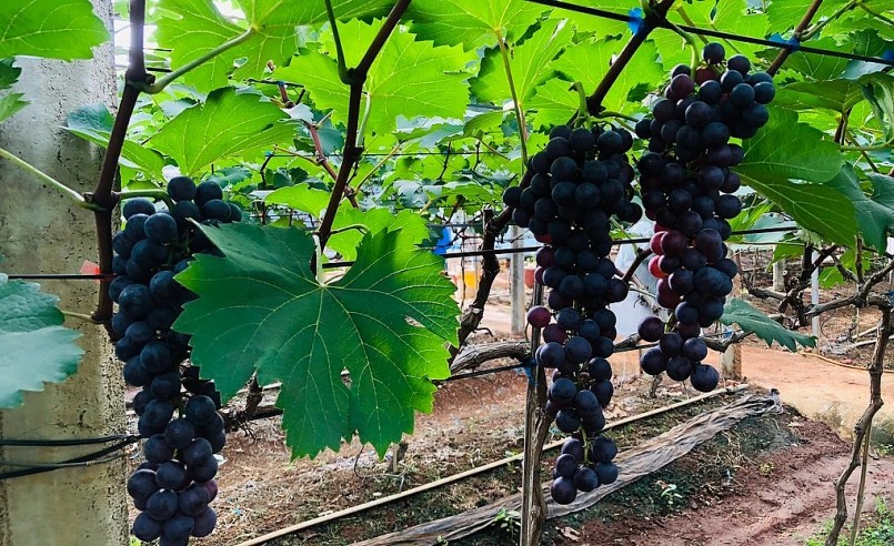 Vườn nho Hạ đen trĩu quả đã thu hút du khách đến tham quan và thưởng thức nho tươi tại vườn. Vườn nho Hạ đen trĩu quả đã thu hút du khách đến tham quan và thưởng thức nho tươi tại vườn.