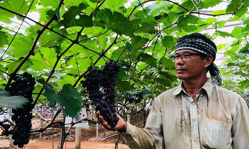 Lão nông Phố Núi đã tạo ra kỳ tích khi lần đầu tiên trồng thành công nho Hạ đen trên đất bazan. Lão nông Phố Núi đã tạo ra kỳ tích khi lần đầu tiên trồng thành công nho Hạ đen trên đất bazan.