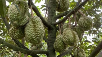 Vụ sầu riêng Đông Nam bộ trúng lớn, giá tăng theo ngày xuất khẩu thuận lợi