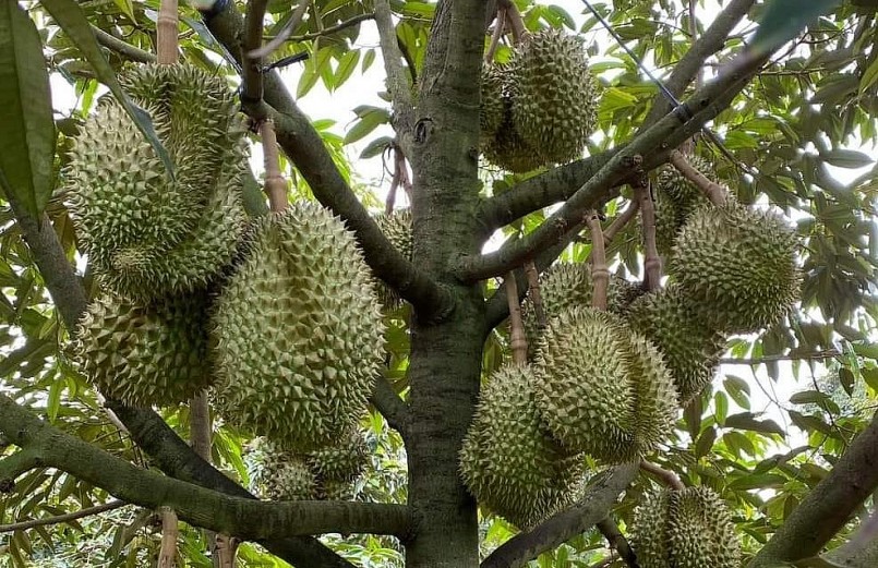 Miền Đông Nam bộ đang bước vào vụ thu hoạch sầu riêng, năm nay sầu riêng được mùa, giá cao. Miền Đông Nam bộ đang bước vào vụ thu hoạch sầu riêng, năm nay sầu riêng được mùa, giá cao.