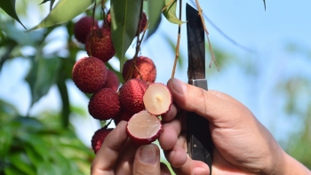 Thanh Hoá: Mở rộng vùng trồng vải thiều không hạt để xuất khẩu