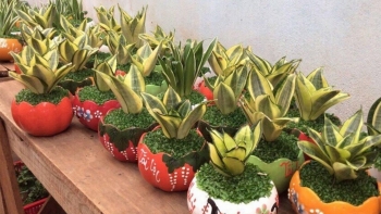 Tác dụng hữu ích của cây lưỡi mèo