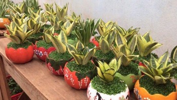 Tác dụng hữu ích của cây lưỡi mèo