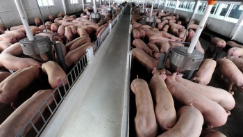 Giá heo hơi hôm nay 18/6: Đà tăng không ngớt, vì sao giá heo trong nước ngược dòng thế giới?