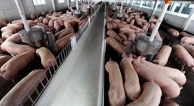 Giá heo hơi hôm nay (18/6), tiếp tục có những diễn biến sôi động trọng tuần qua. Giá heo hơi hôm nay (18/6), tiếp tục có những diễn biến sôi động trọng tuần qua.