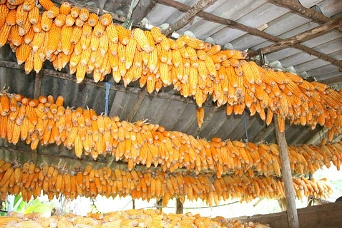 Đặc sản độc nhất vô nhị được ví như "cơm vàng" của người H’Mông ở Hà Giang