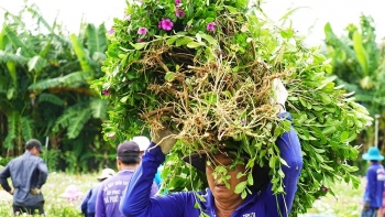 Thứ hoa đẹp ơi là đẹp là hoa gì mà hàng trăm người xứ An Giang đổ ra đồng thu hoạch về làm dược liệu