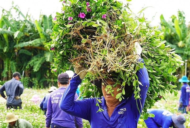 Người dân xã Bình Thạnh Đông thu hoạch hoa