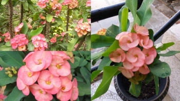 6 loại hoa cực dễ sống, vứt đống một góc cũng bén rễ, nắng nóng mấy vẫn hé cánh trổ bông