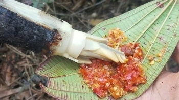 Cây dại xưa nhà nghèo ăn chống đói, nay hoá đặc sản núi rừng khiến nhà giàu cũng mê