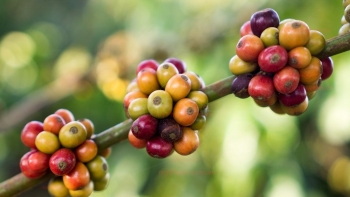 Giá nông sản hôm nay 18/6: Cà phê tăng lên đỉnh cao kỷ lục, hồ tiêu tiến sát ngưỡng 74.000 đồng/kg